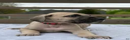 Great Dane dogs for sale: Rotini (Red) - Ad 3