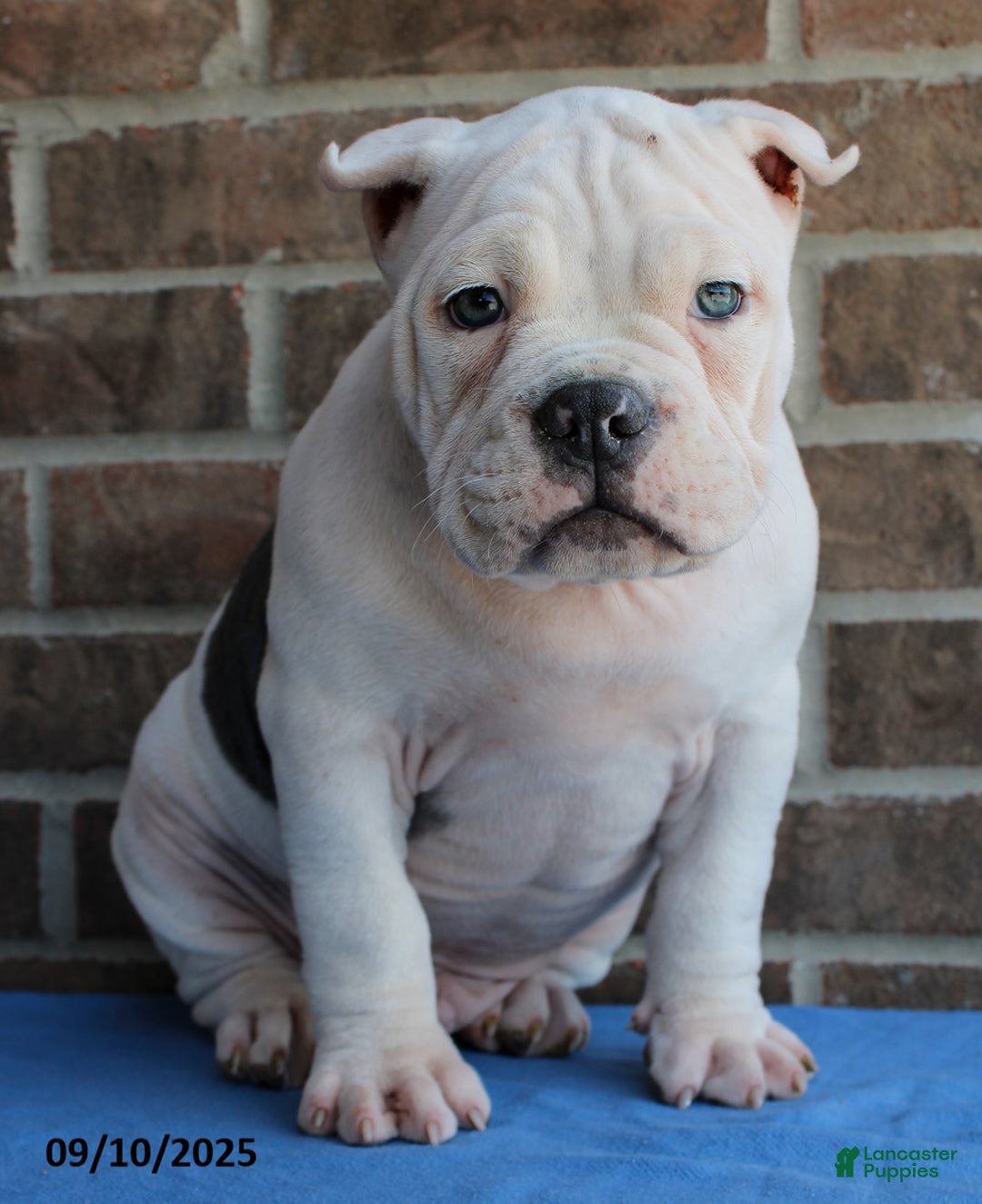 American Bully dogs for sale: Cedric - Ad 2