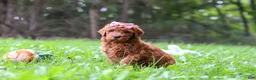 Goldendoodle dogs for sale: Sophie - Ad 2