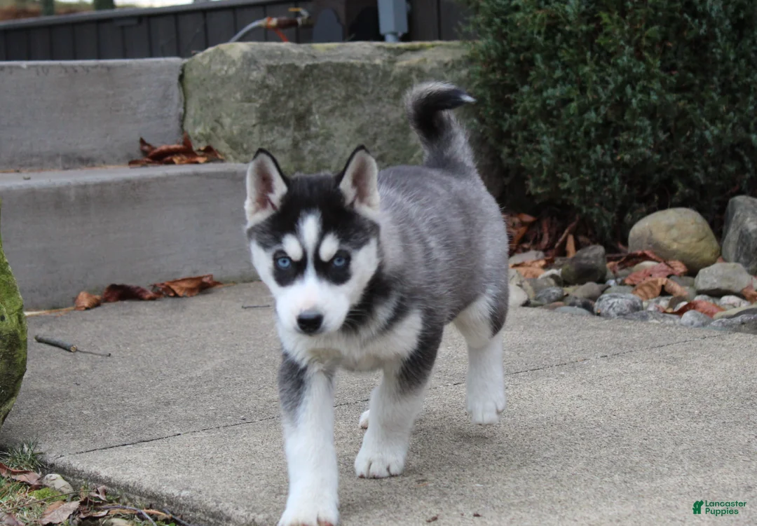 Siberian Husky dogs for sale: River - Ad 4