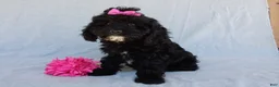 Cockapoo dogs for sale: Millie - Ad 4
