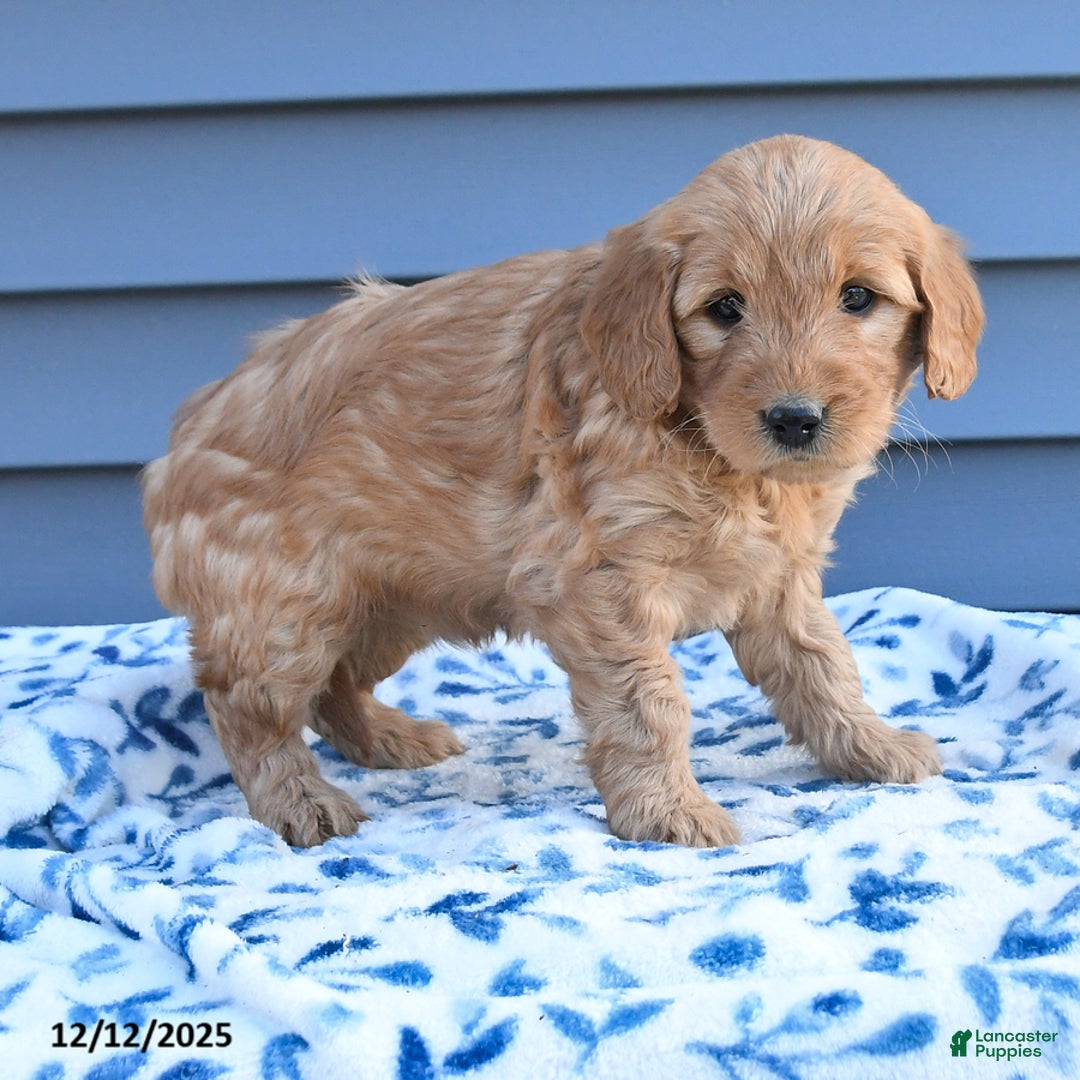 Goldendoodle dogs for sale: Brianna - Ad 2