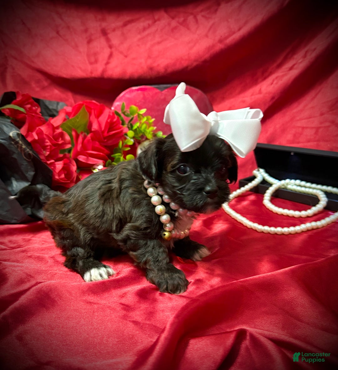 Yorkiepoo dogs for sale: Twix  - Ad 3