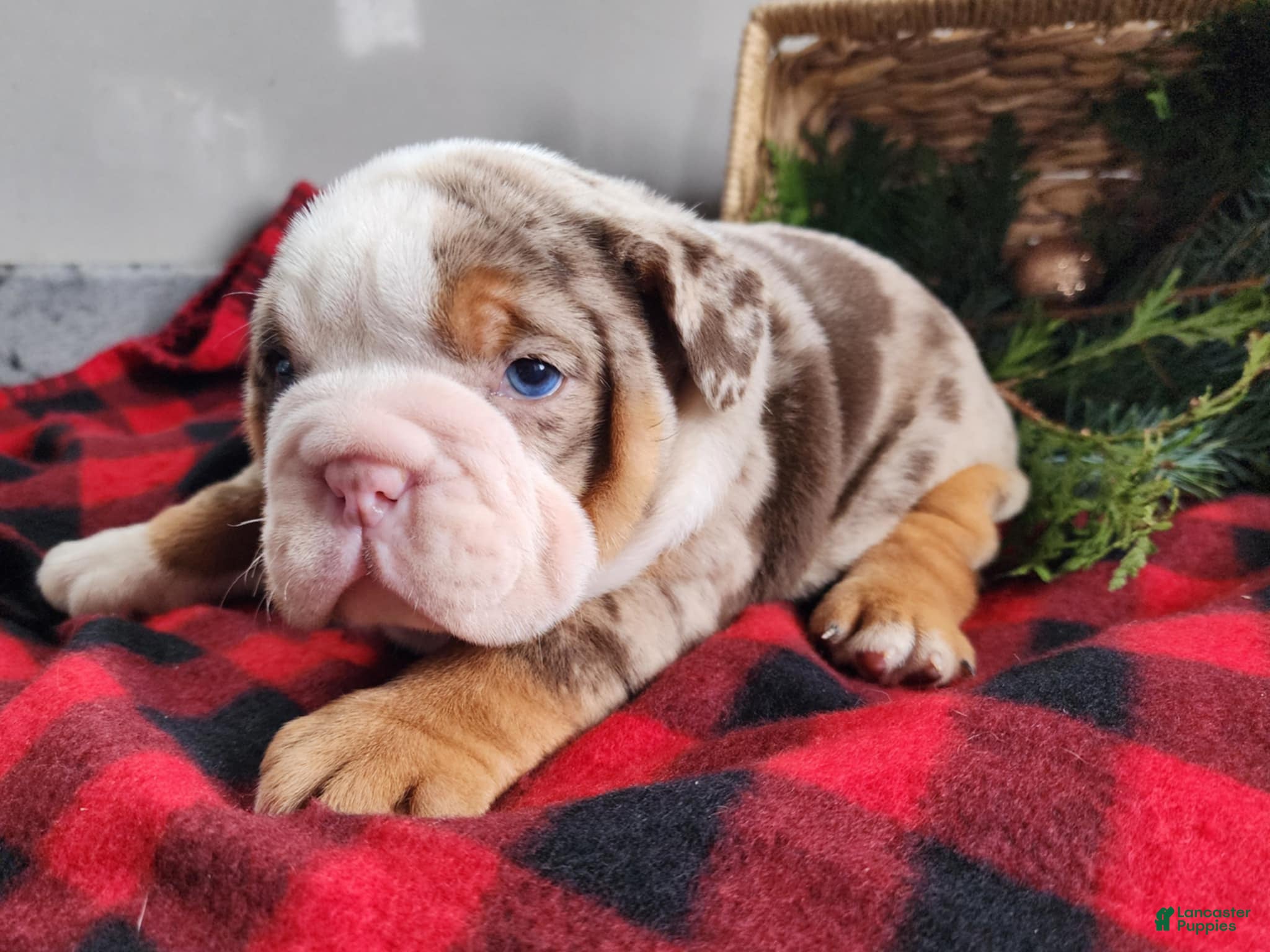 English Bulldog dogs Frisco - Ad 29