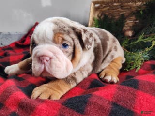 English Bulldog dogs Frisco - Ad 29