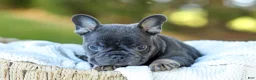French Bulldog dogs for sale: Digger - Blue & Tan - Ad 12