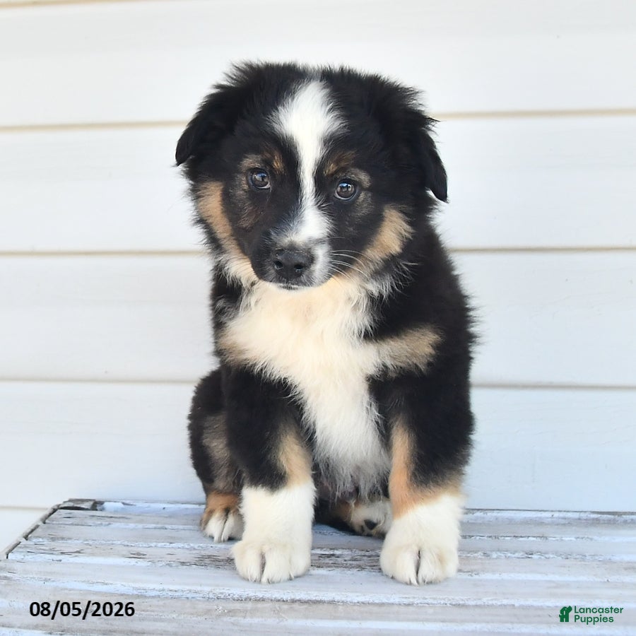 Miniature Australian Shepherd dogs for sale: Duke - Ad 3