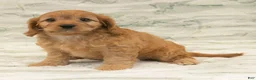 Cavapoo dogs for sale: Alice - Ad 4