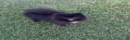 Pomeranian dogs for sale: Kyler  - Ad 3