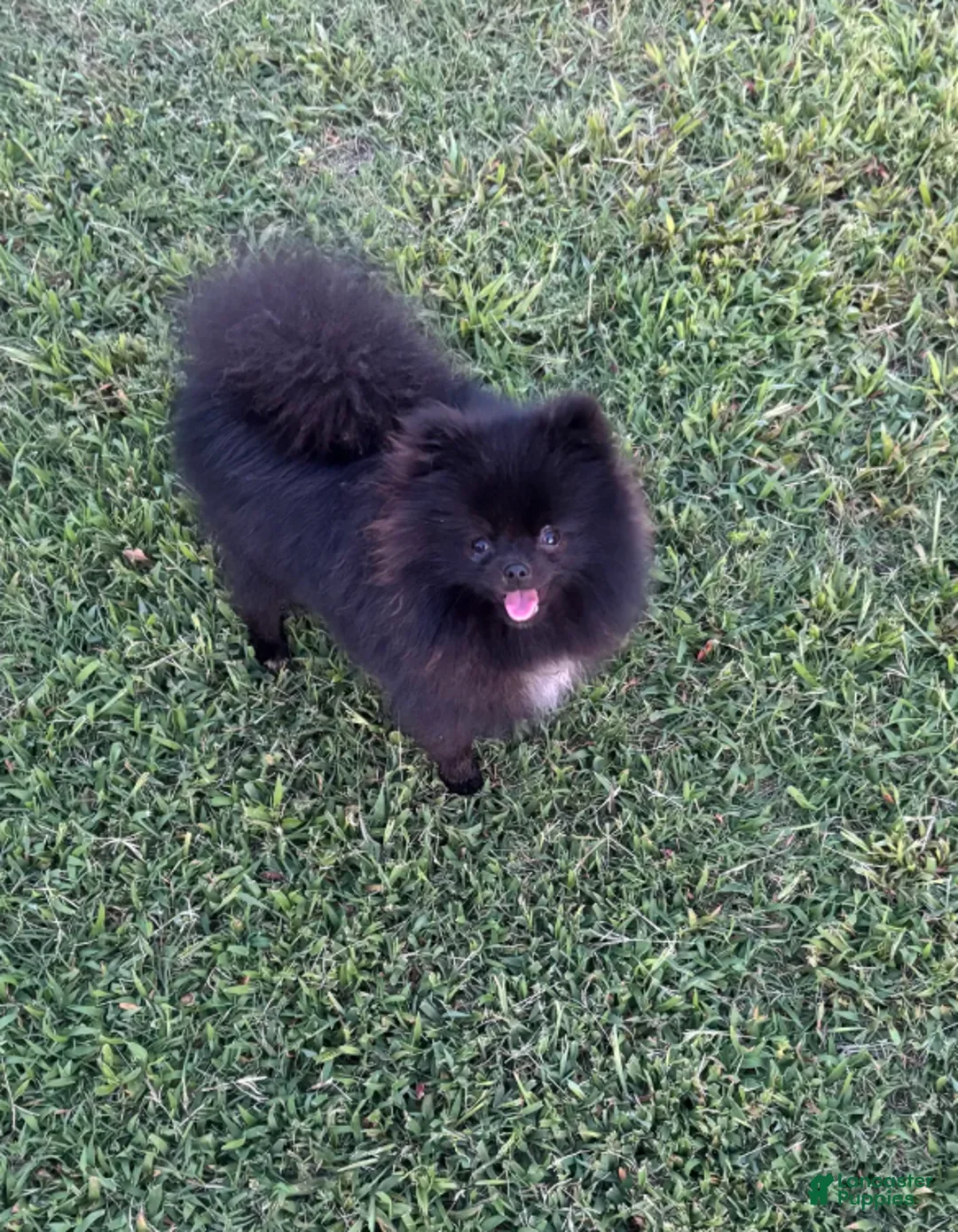 Pomeranian dogs for sale: Kyler  - Ad 3