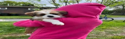 Mixed Breed dogs for sale: Meet Rosie, Sweet, Loving & Playful 5-Month-Old Puppy 🐶 - Ad 3