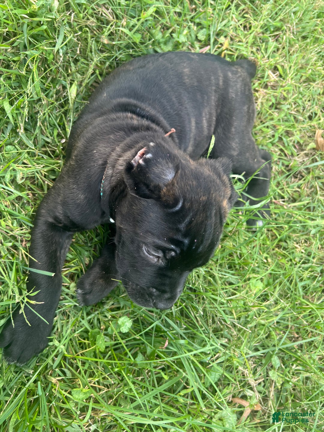 Cane Corso dogs for sale: Curry - Ad 10