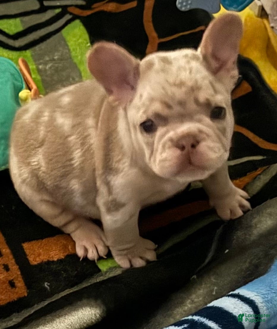 French Bulldog dogs for sale: Diesel - Ad 3