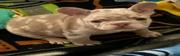 French Bulldog dogs for sale: Diesel - Ad 1