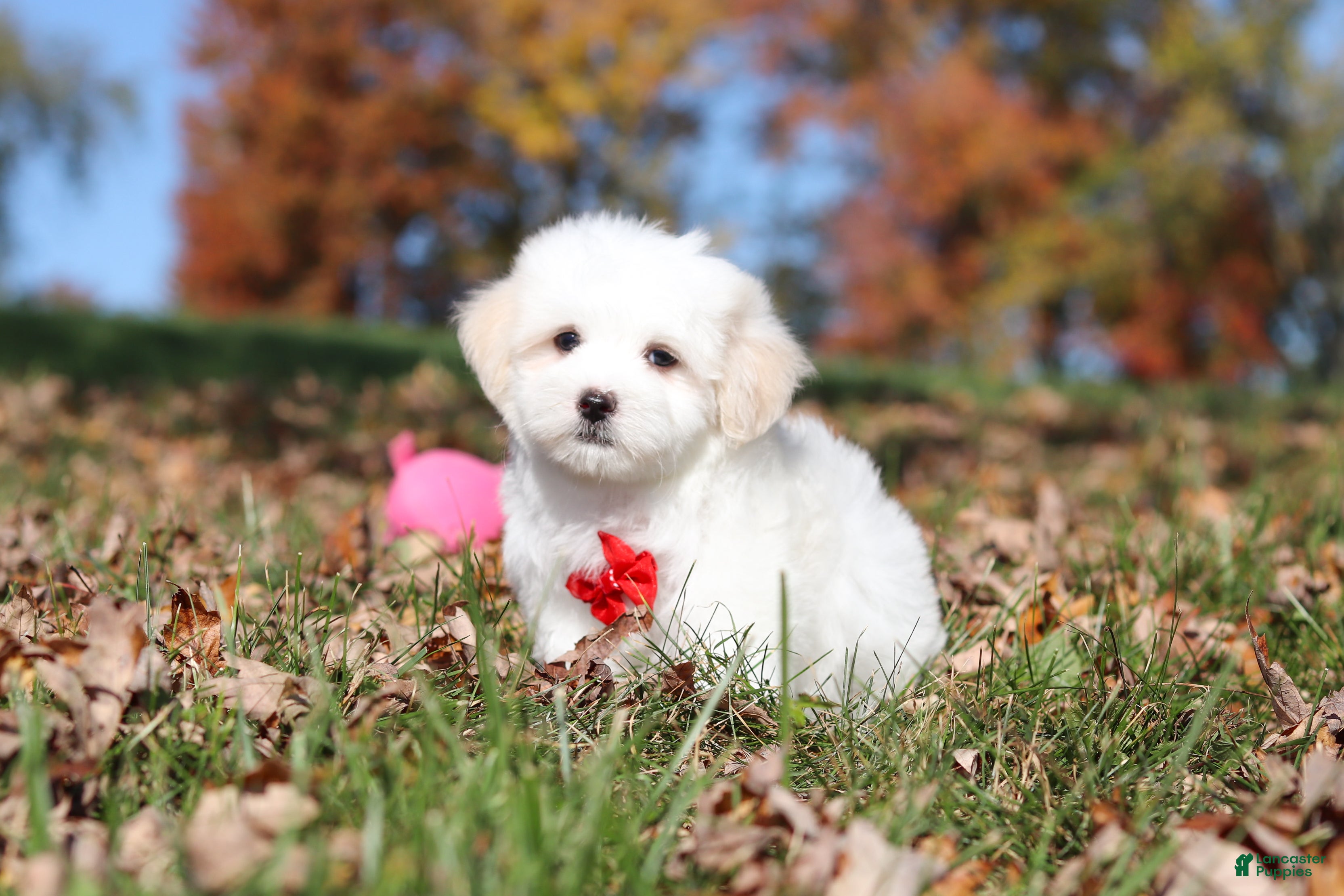 Maltese dogs Colby - Ad 2