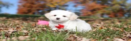 Maltese dogs for sale: Colby - Ad 2