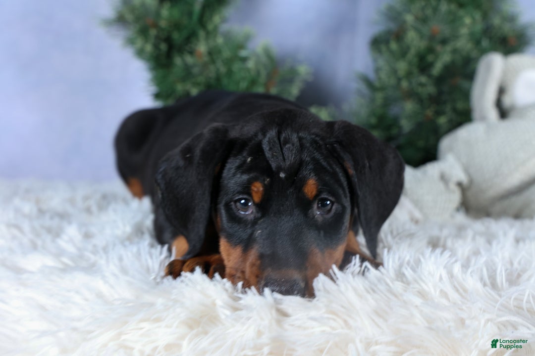 Doberman Pinscher dogs for sale: TINA - Ad 6