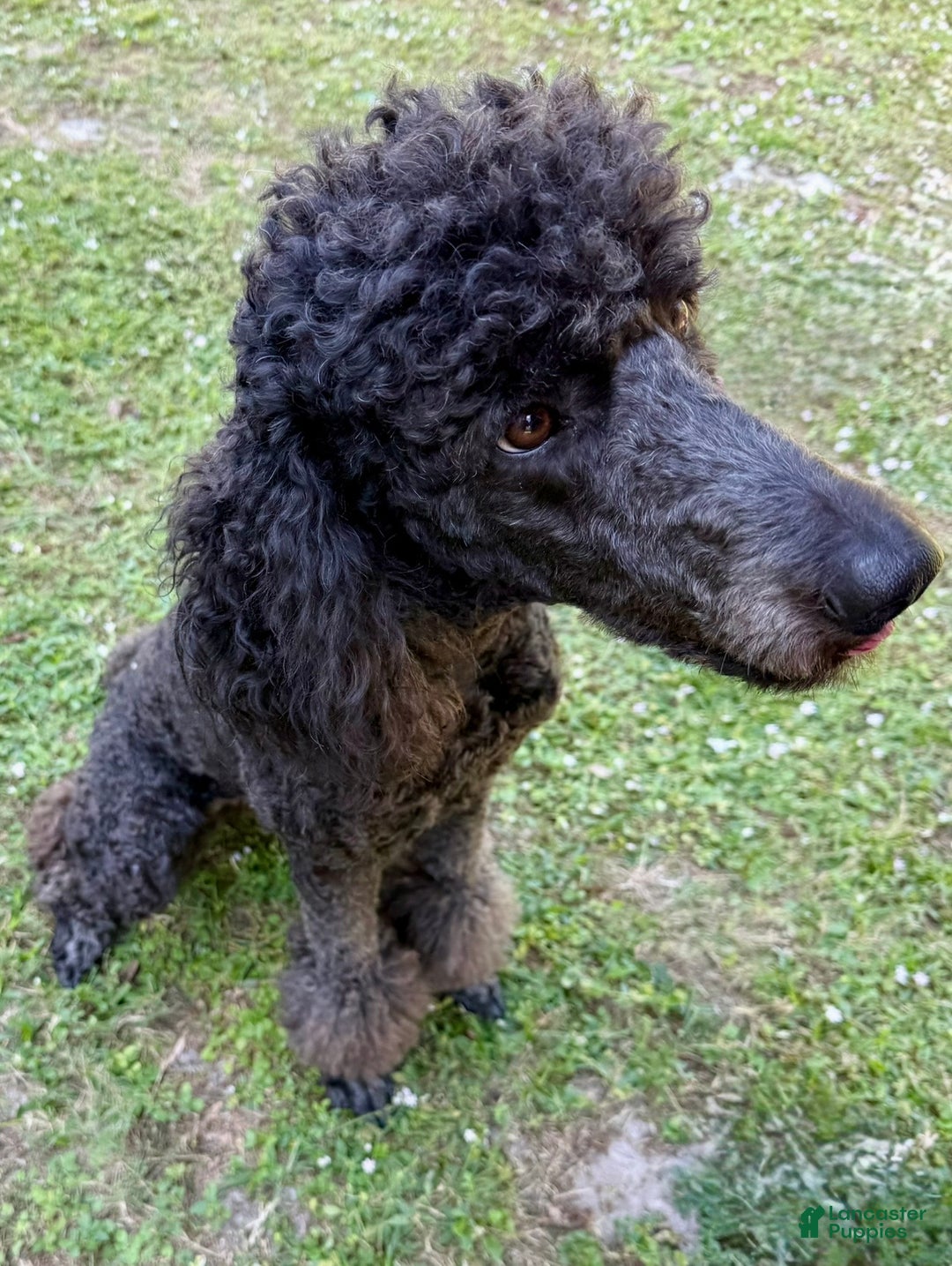 Standard Poodle dogs for sale: Princess - Ad 3