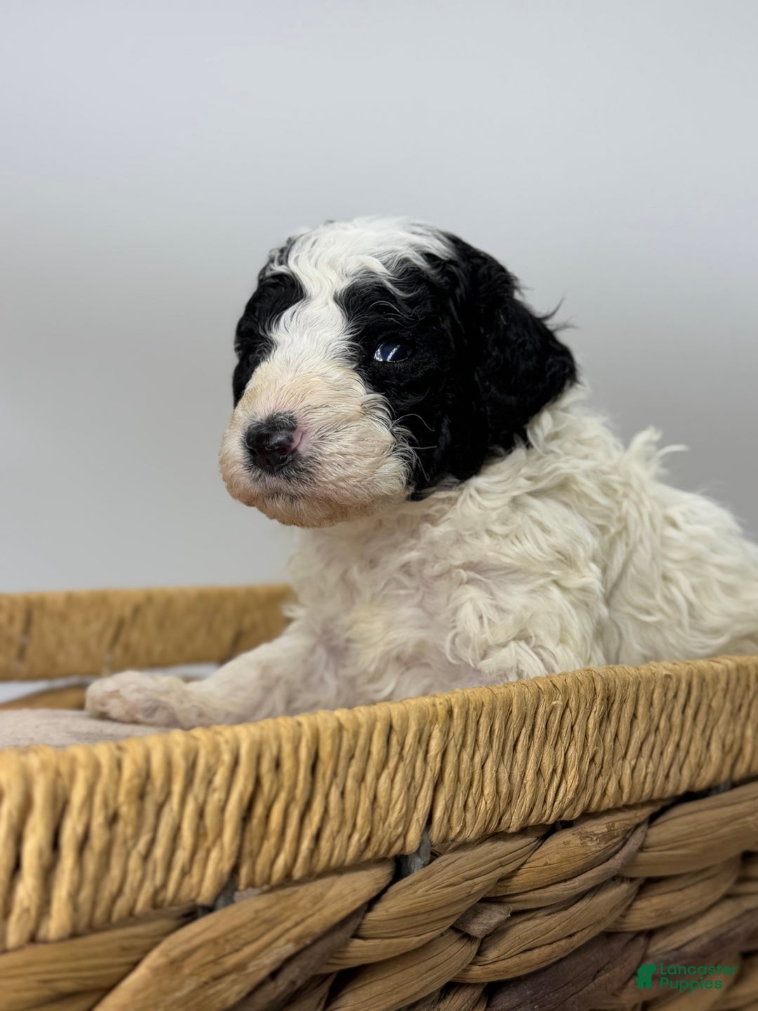 Miniature Poodle dogs for sale: Stuffing - Ad 4