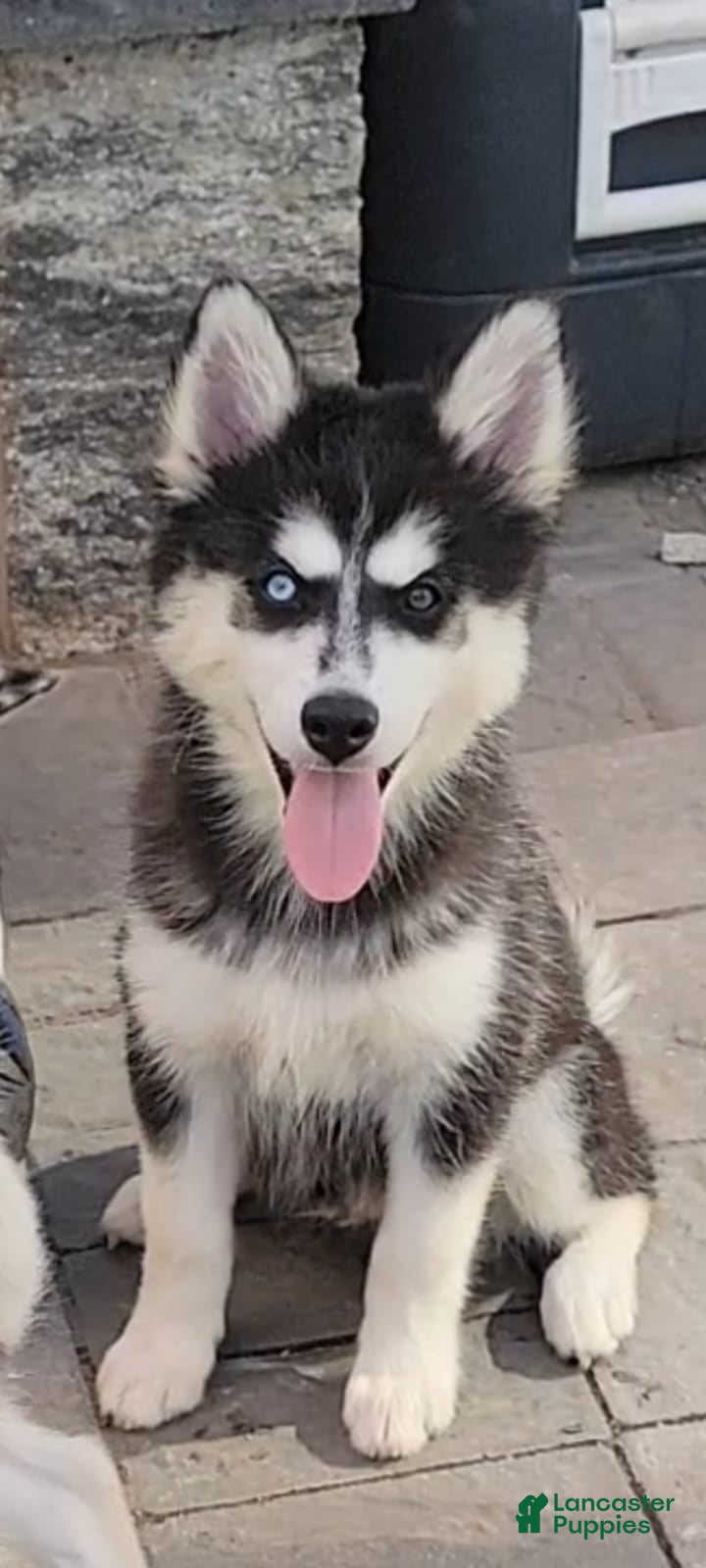 Pomsky dogs Pomsky Puppy 1 - Ad 1