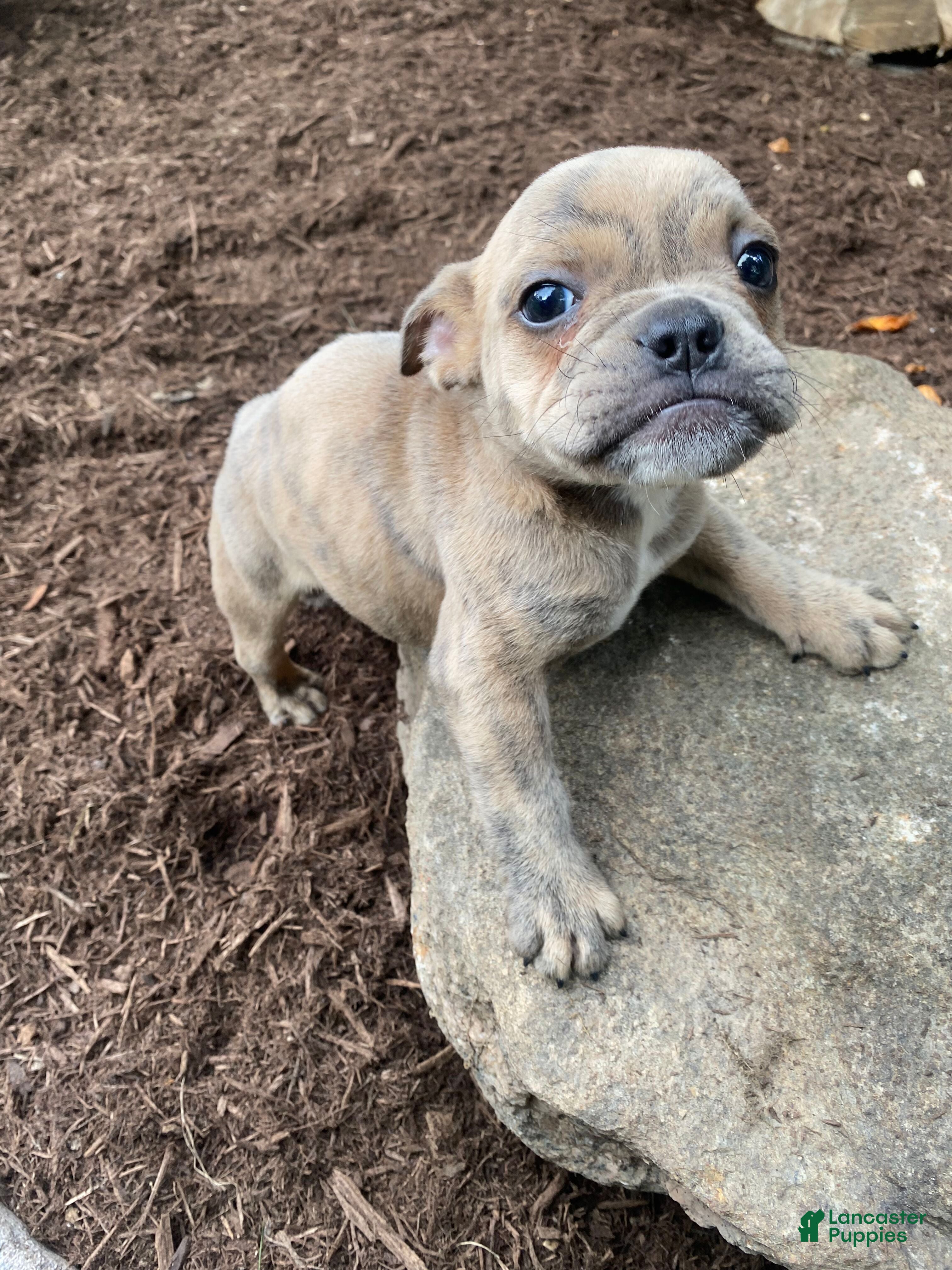Mixed Breed dogs Bruno - Ad 2