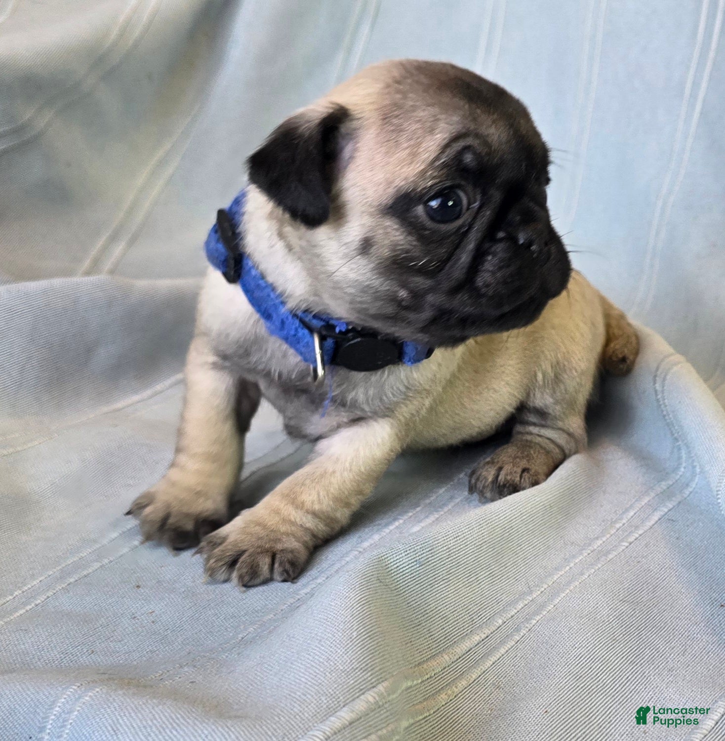 Pug dogs Harmony - Ad 42