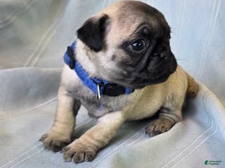 Pug dogs Harmony - Ad 40