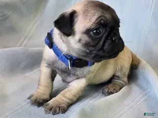 Pug dogs Harmony - Ad 34