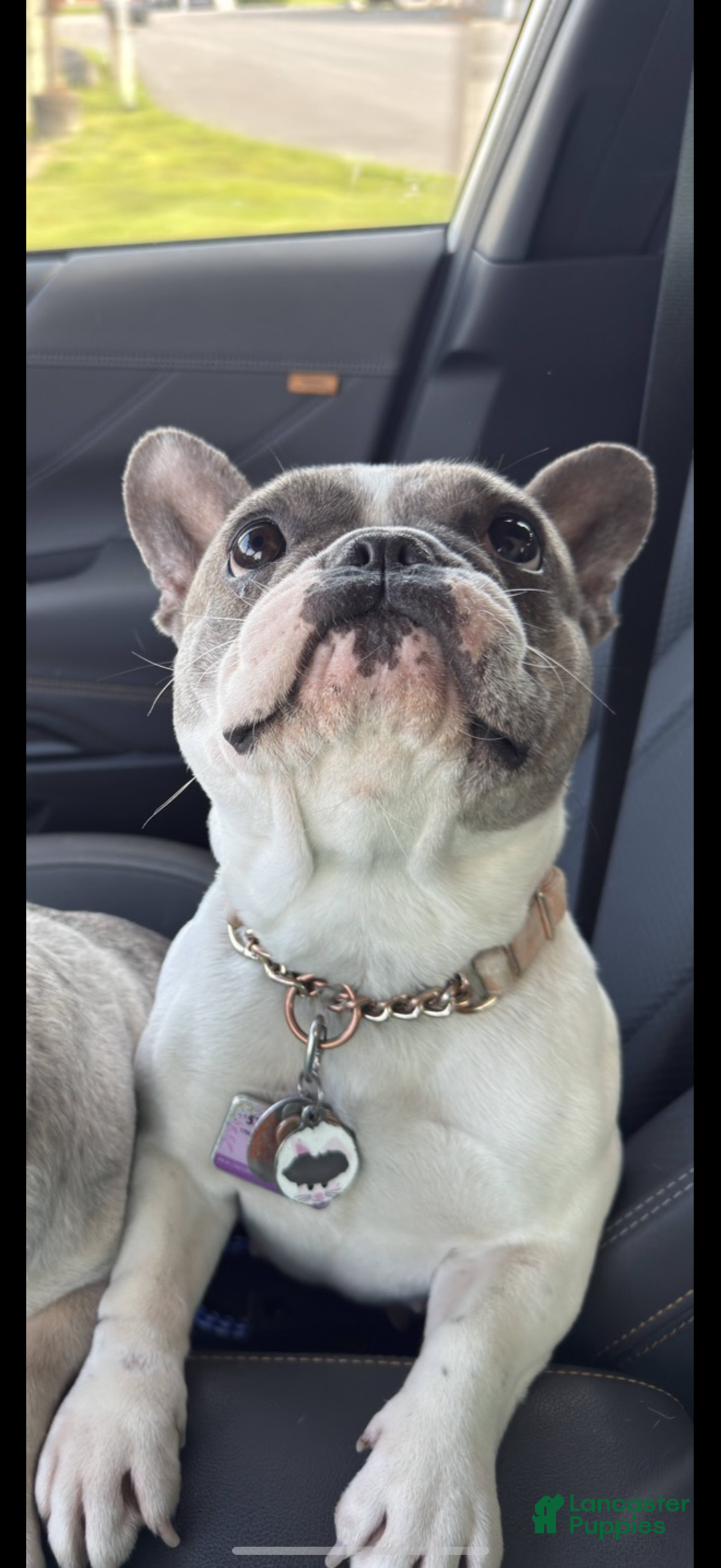 French Bulldog dogs for sale: Bluey - Ad 6