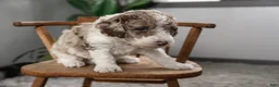 Mixed Breed dogs for sale: Everest - Ad 3
