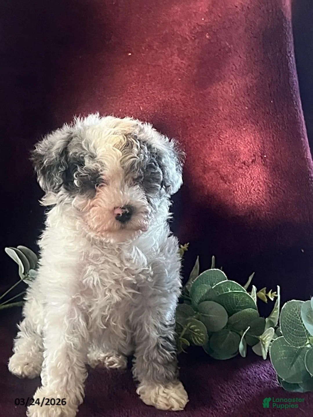 Miniature Poodle dogs for sale: Joy - Ad 2
