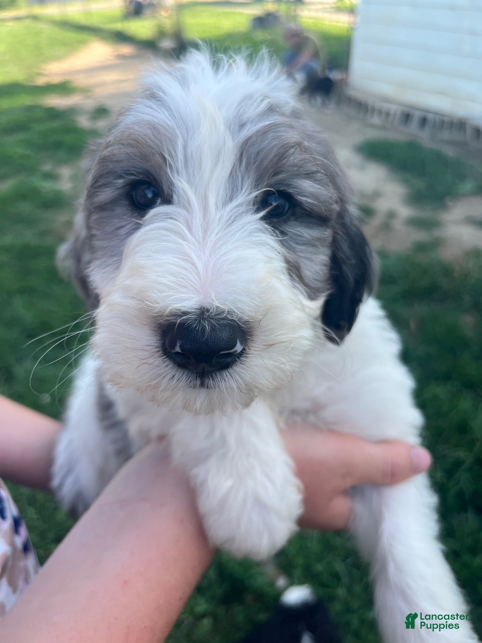Sheepadoodle dogs Sheepadoodle Puppy 11 - Ad 24
