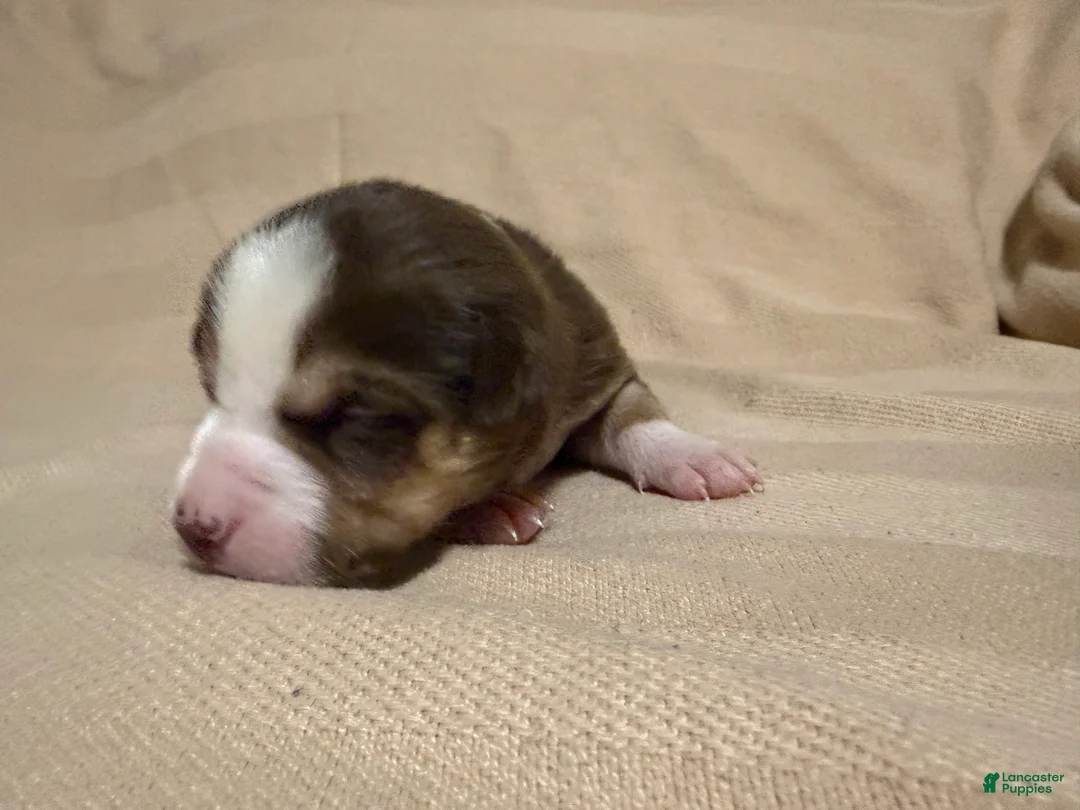 Mixed Breed dogs for sale: Hazel - Ad 2