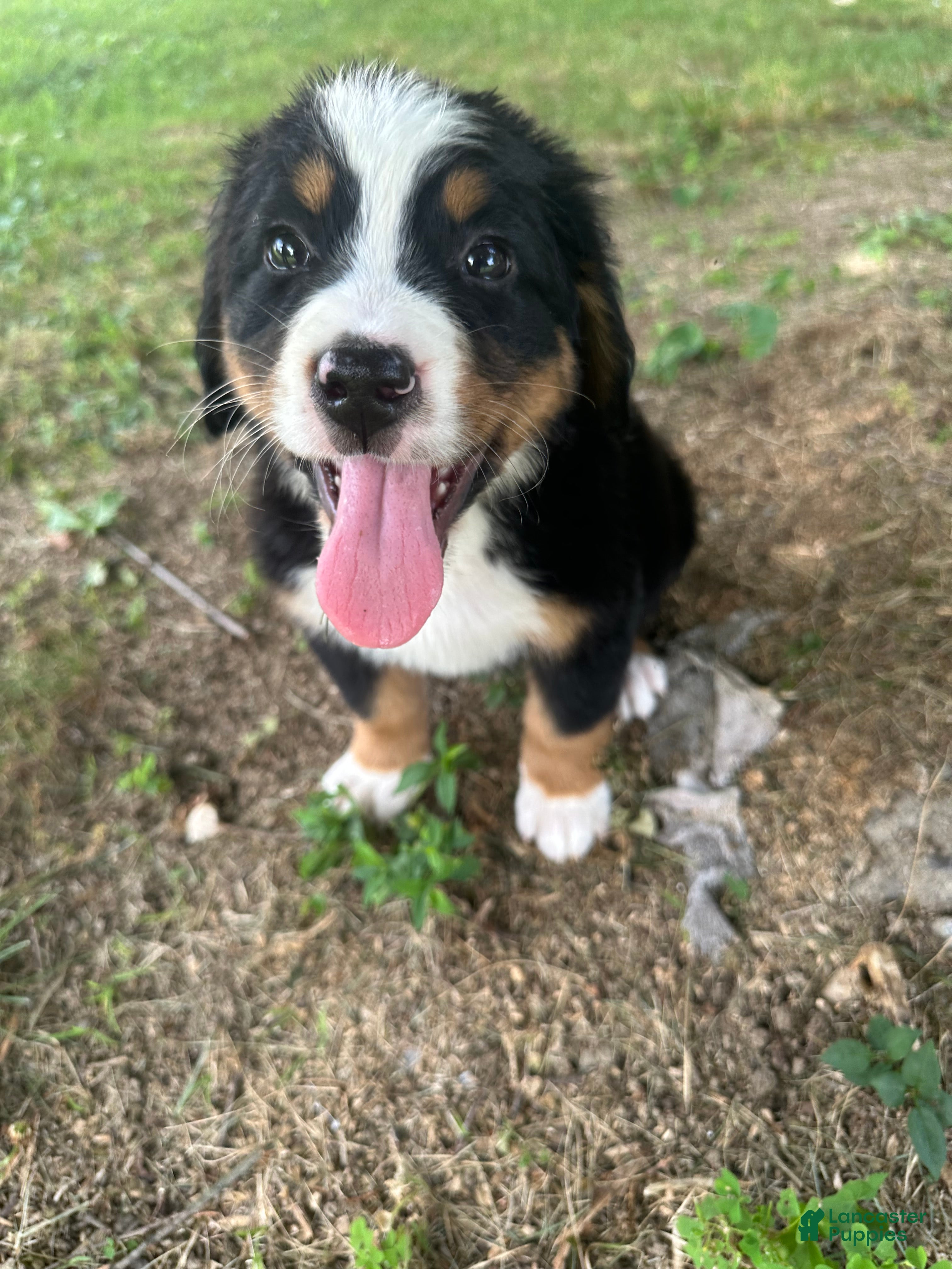 Bernese Mountain Dog dogs Jack - Ad 2