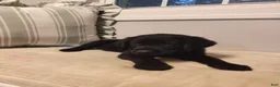 Labrador Retriever dogs for sale: Labrador Retriever Puppy 5 - Ad 3