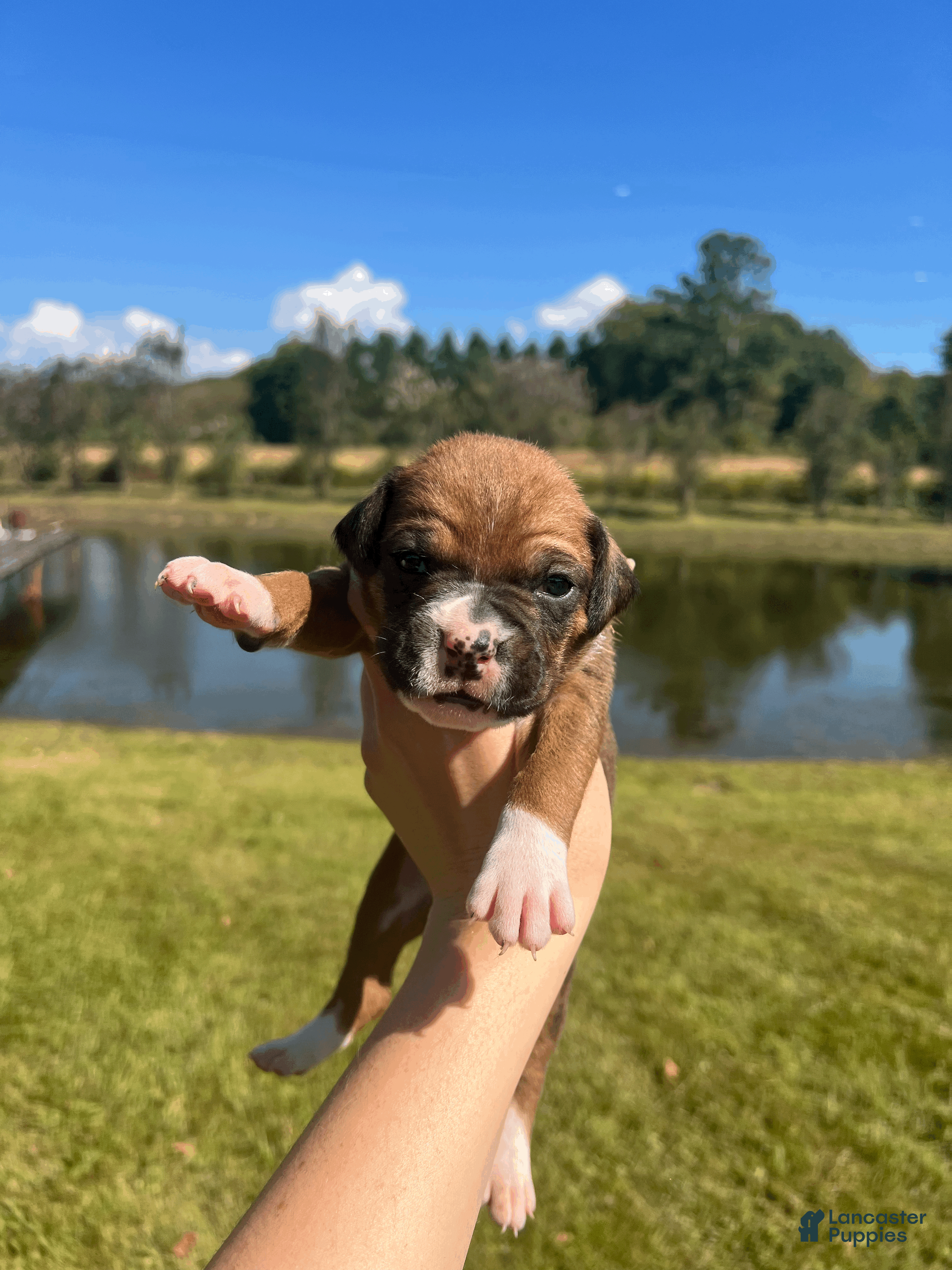 Boxer
