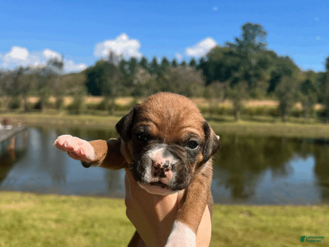 Boxer dogs AKC Boxer - Male 5 - Ad 17
