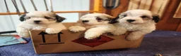 Havanese dogs for sale: Max - Ad 4
