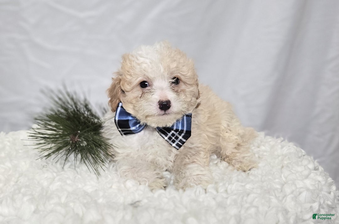 Pomapoo dogs for sale: Leo - Ad 3