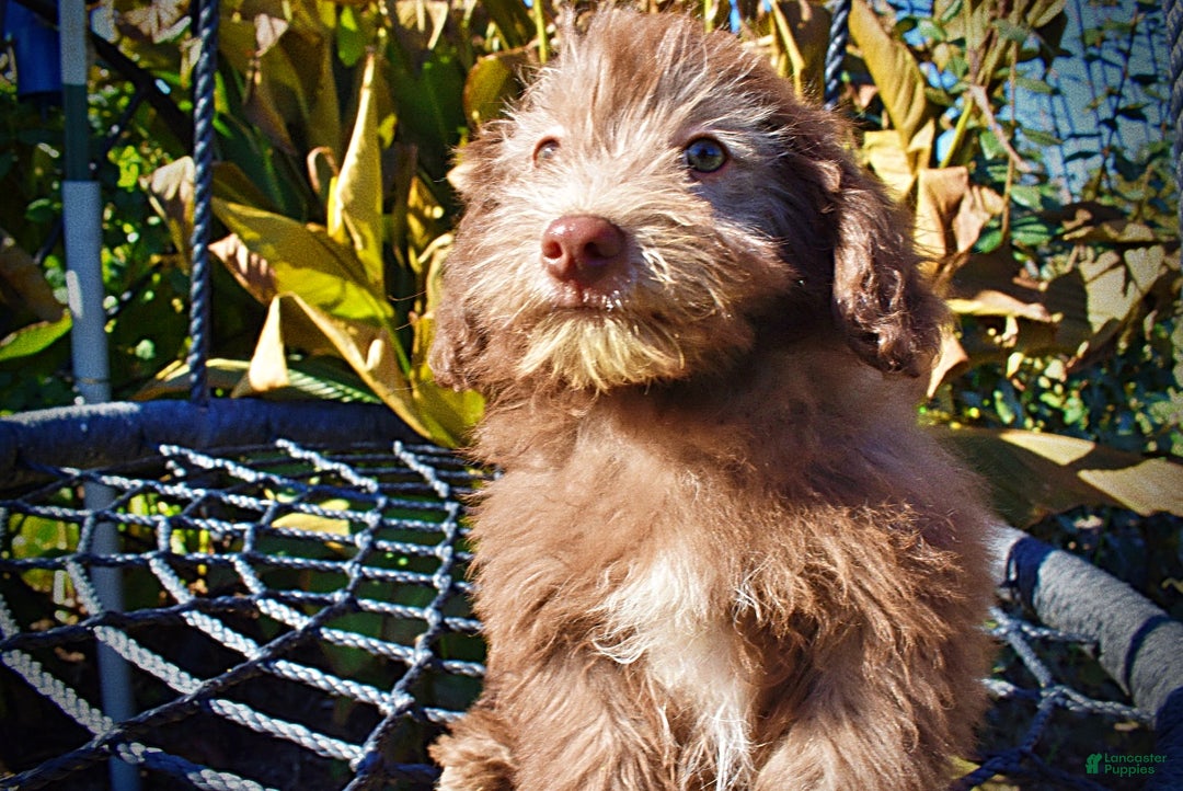 Havapoo dogs for sale: Hero - Ad 3