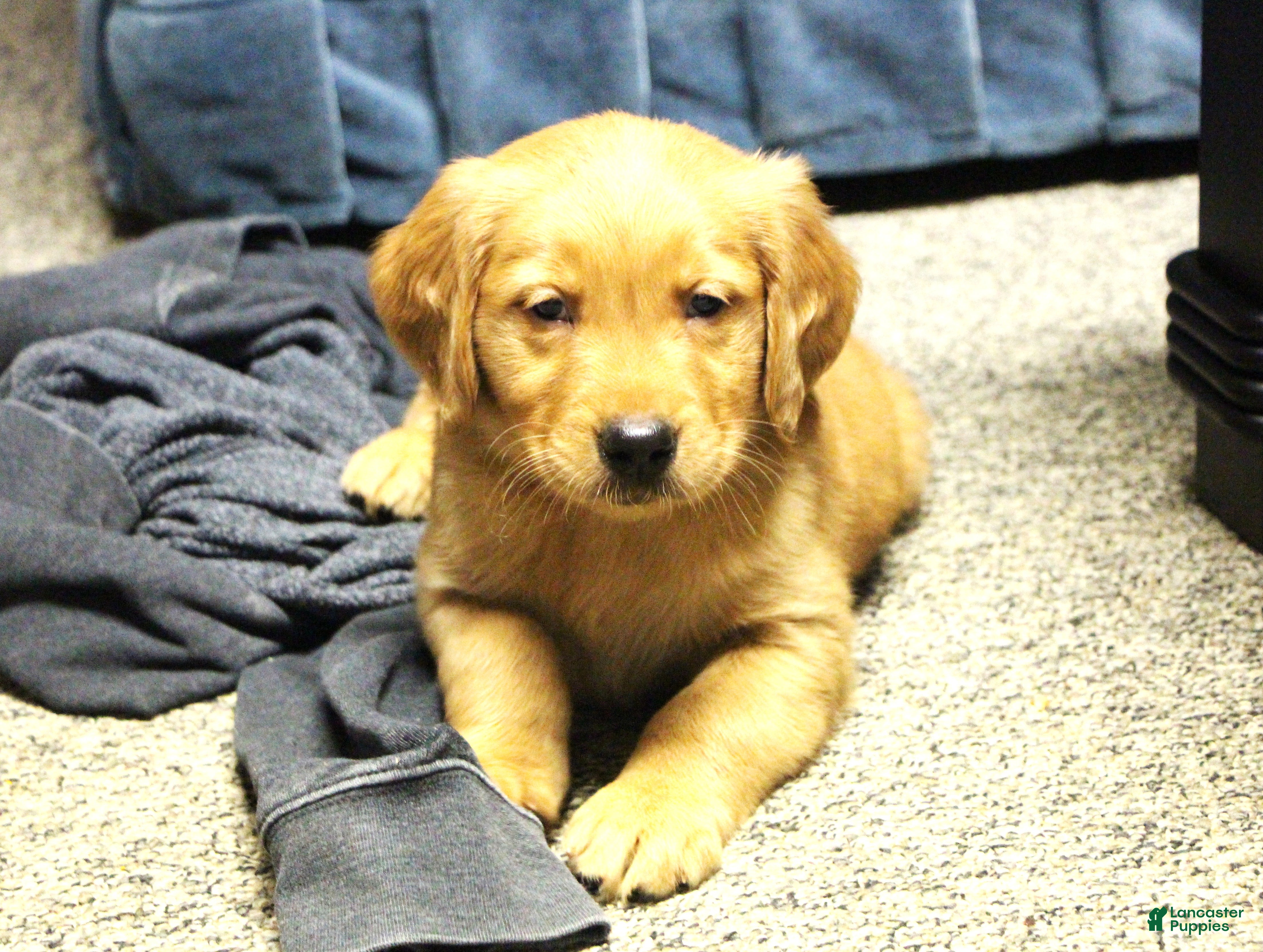 Golden Retriever dogs Atlas - Ad 35