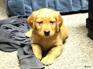 Golden Retriever dogs Atlas - Ad 35