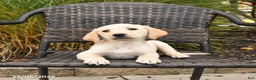 Labrador Retriever dogs for sale: Mello  - Ad 2