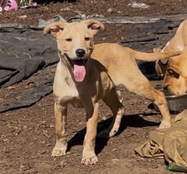 Mixed Breed dogs Atlas - Ad 11