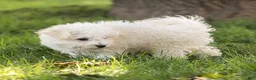 Maltipoo dogs for sale: Jesse Maltipoo  - Ad 3