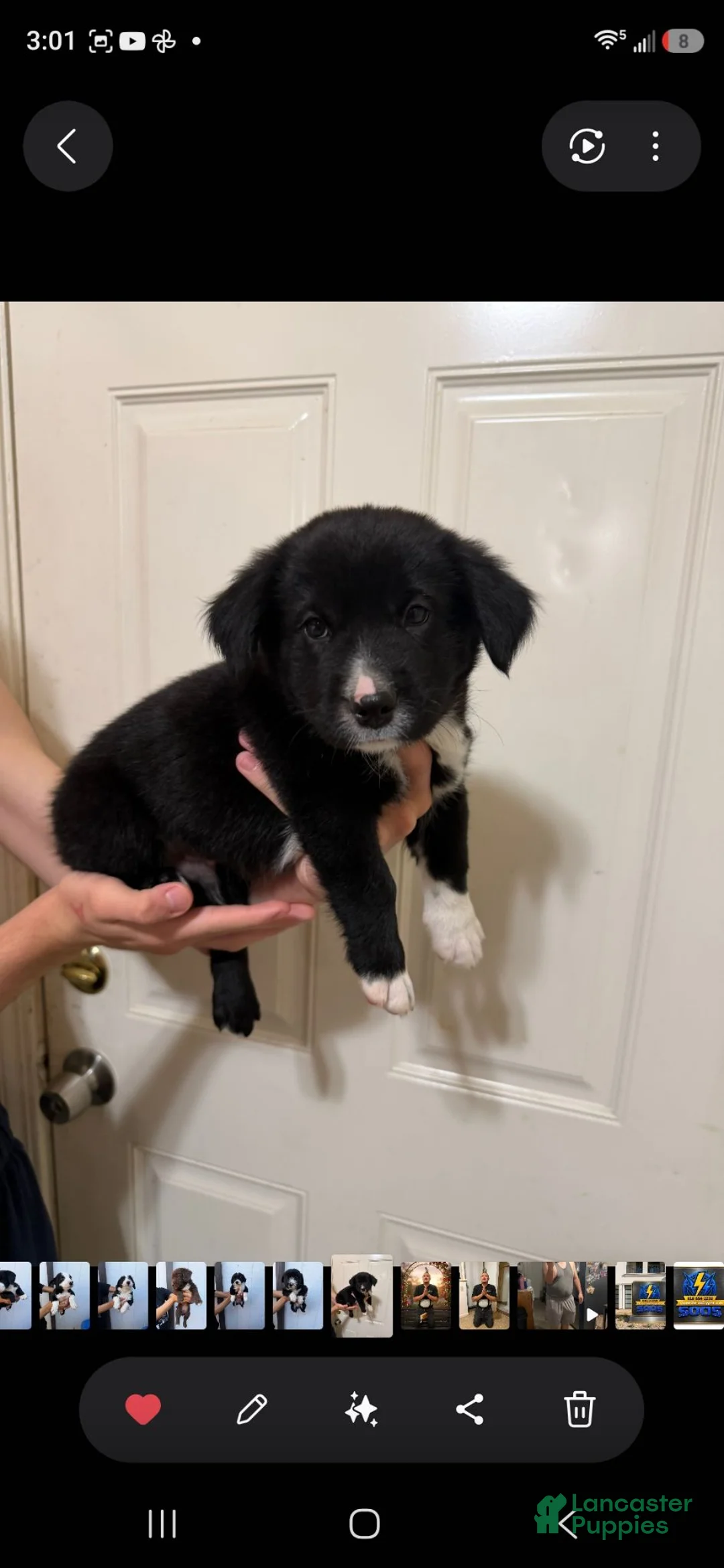 Mixed Breed dogs for sale: Mixed Breed 5 - Ad 3