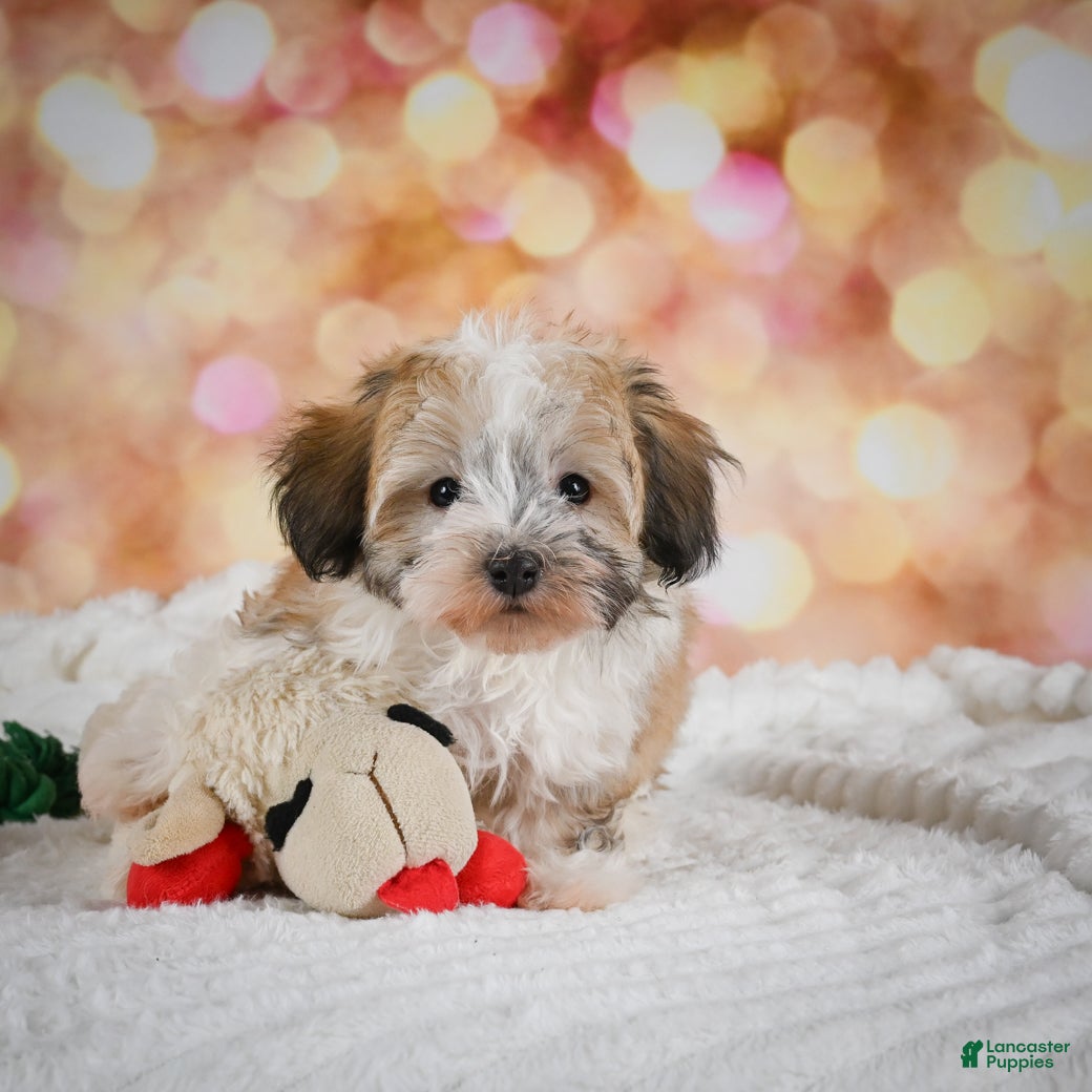 Havanese dogs Hank - Ad 1