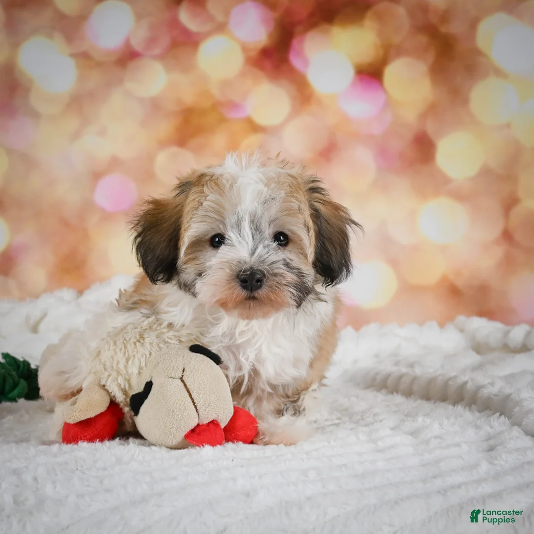 Havanese dogs for sale: Hank - Ad 1