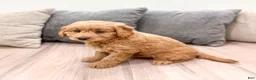 Mini Goldendoodle dogs for sale: Koda - Ad 3