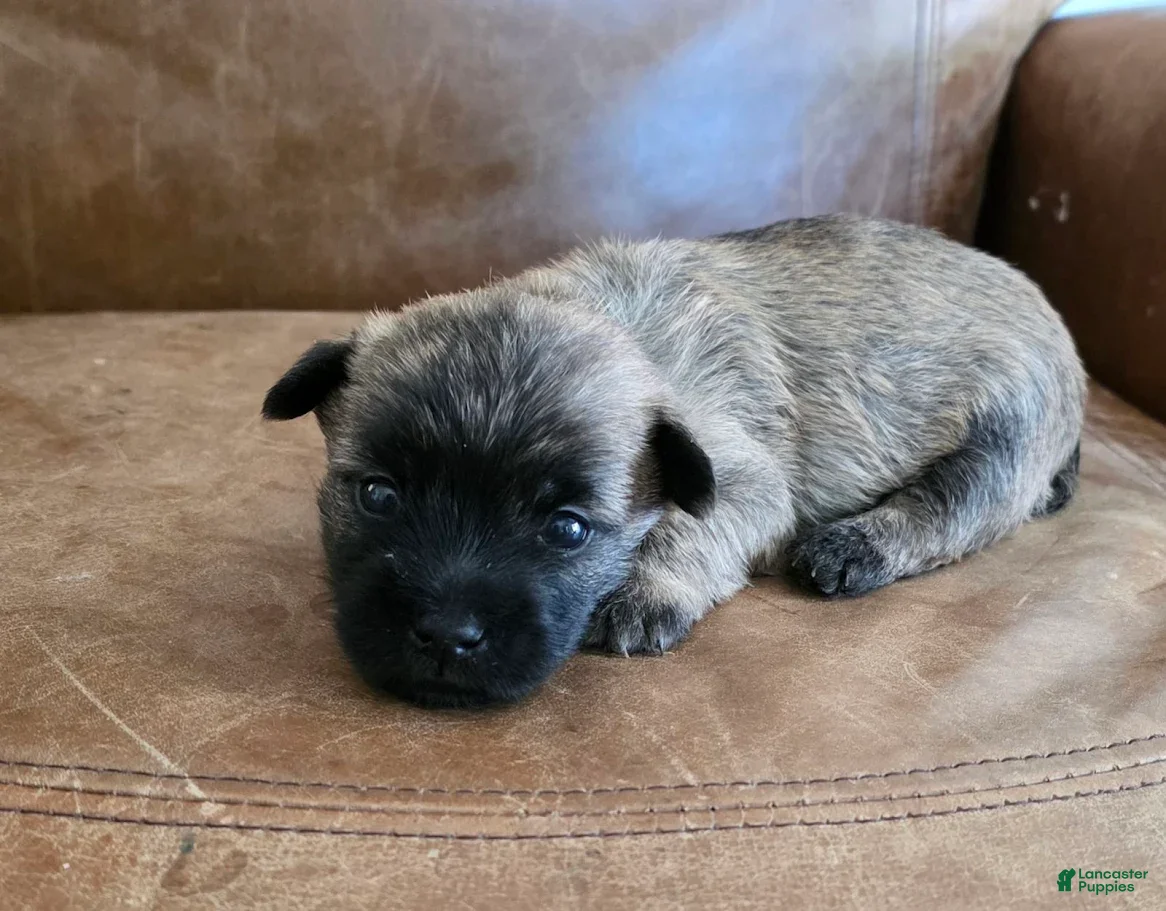 Cairn Terrier dogs Dark Sky  - Ad 1